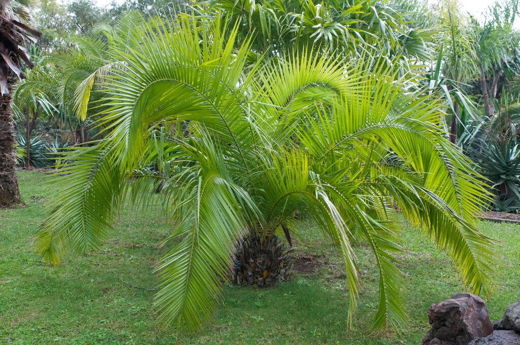 dwarf date palm