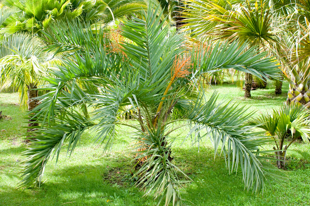 East Indian wine palm
