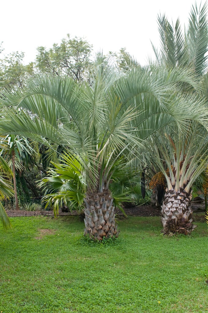 jelly palm