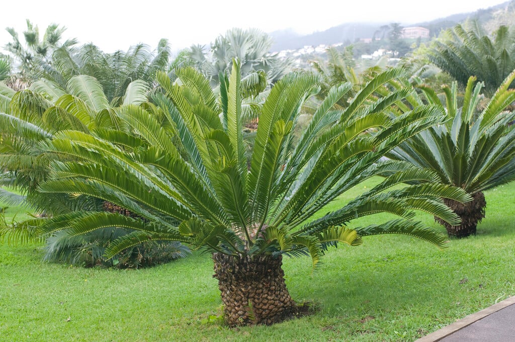 East Indian sago palm