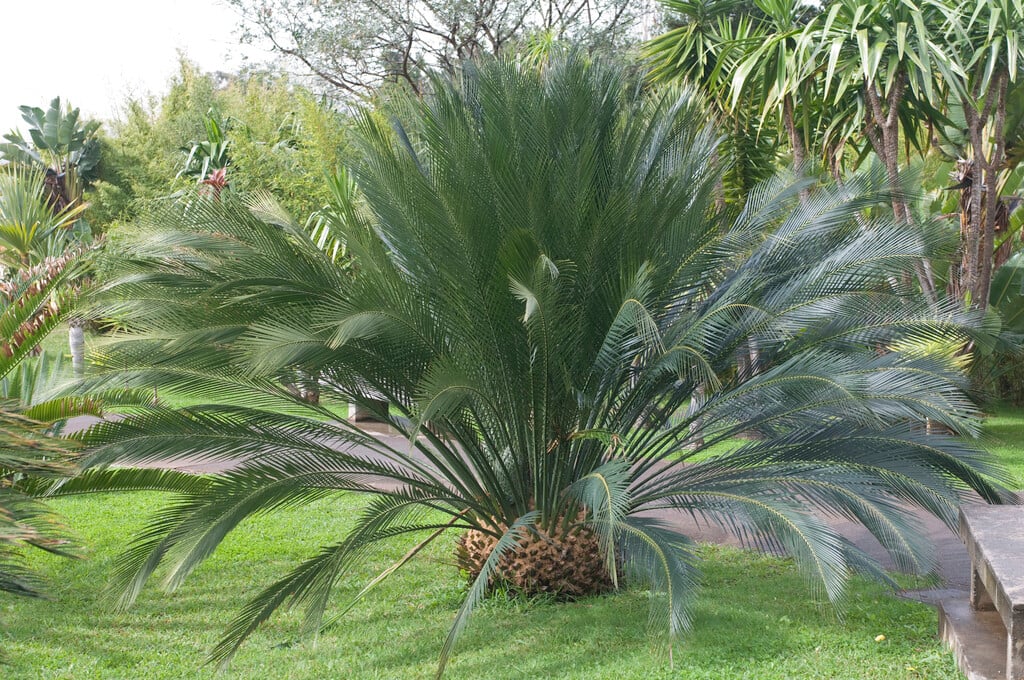 burrawang