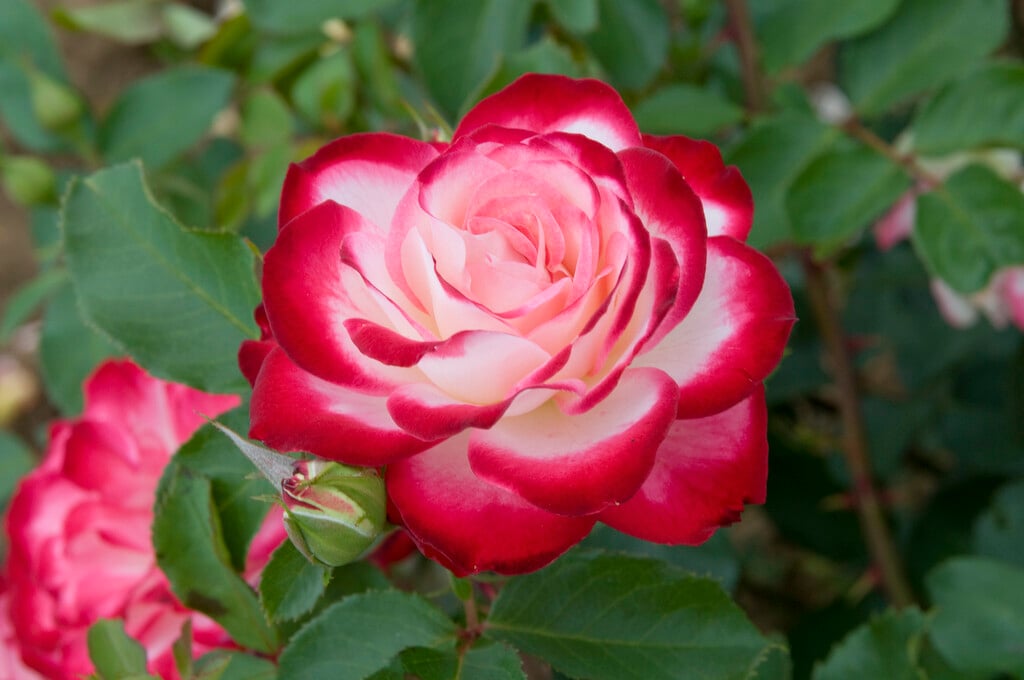 rose [Jubile De Prince de Monaco]