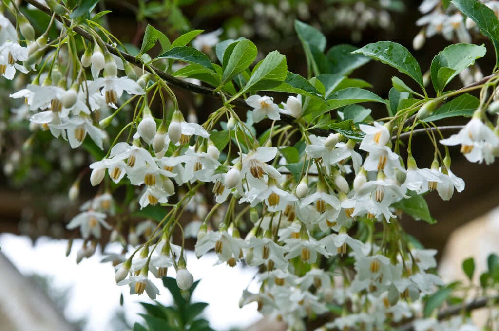 Japanese snowbell