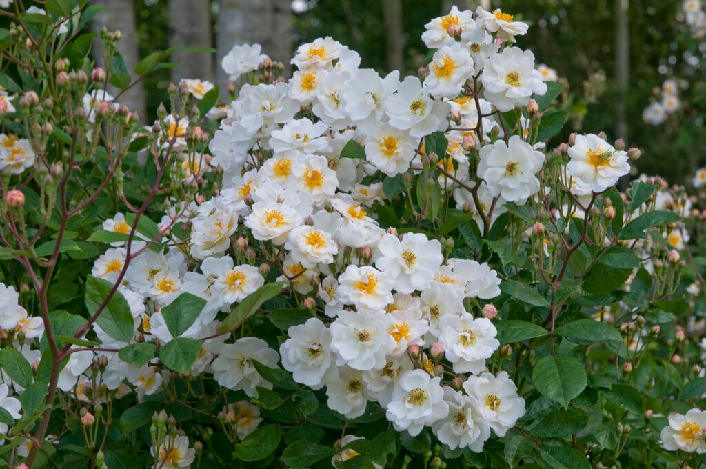 Rosa 'Trier' (Ra)|rose 'Trier'/RHS Gardening