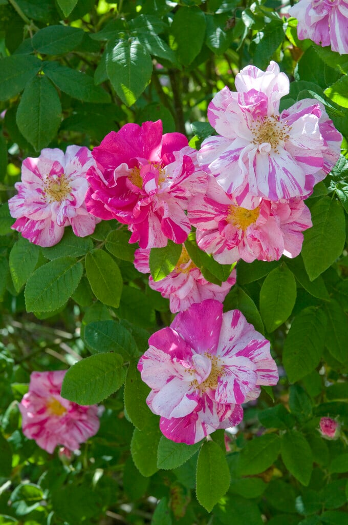 rosa mundi