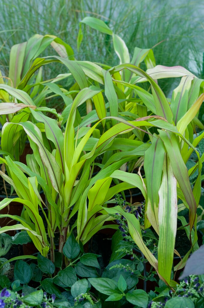 <i>Pennisetum</i> <i>glaucum</i> 'Jester'