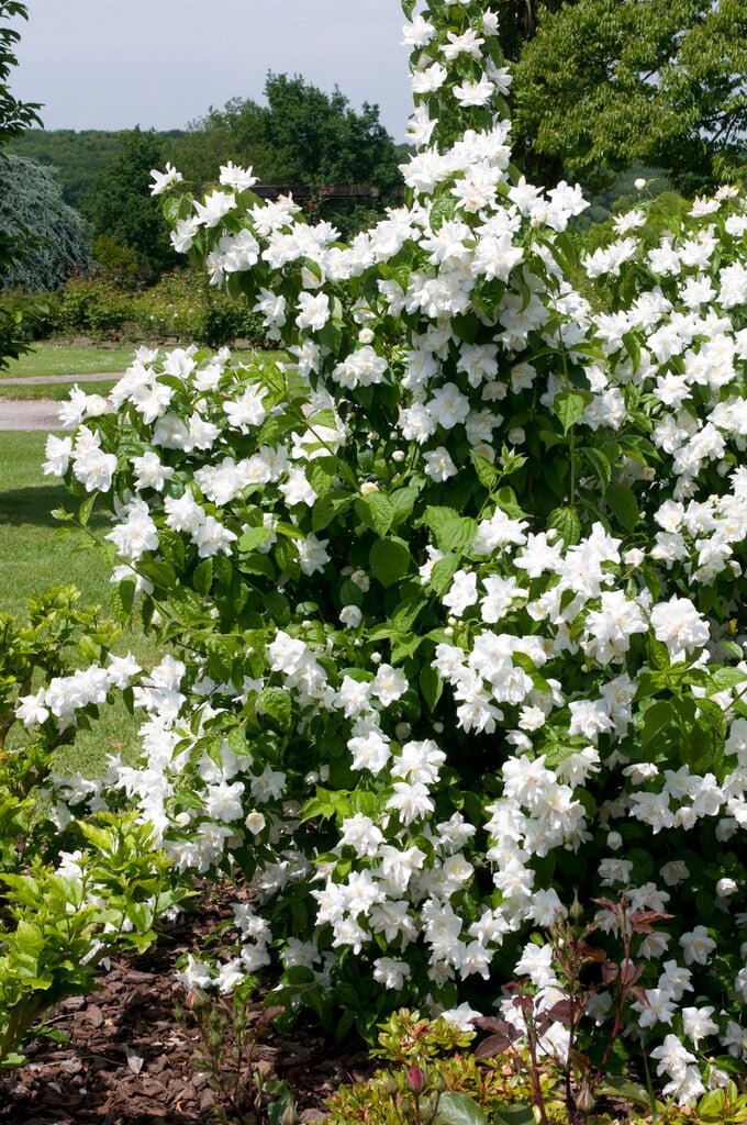 Philadelphus 'Polar Star'|mock orange 'Polar Star'/RHS Gardening