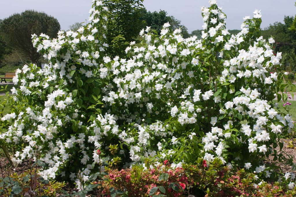 mock orange 'Polar Star'