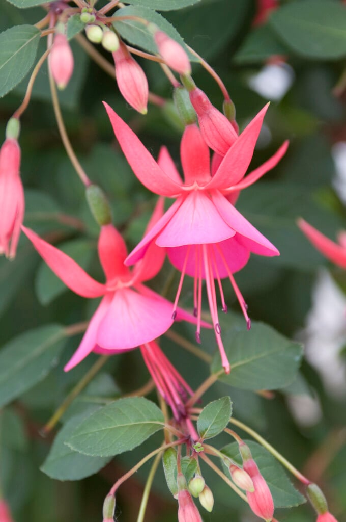 fuchsia 'Display'