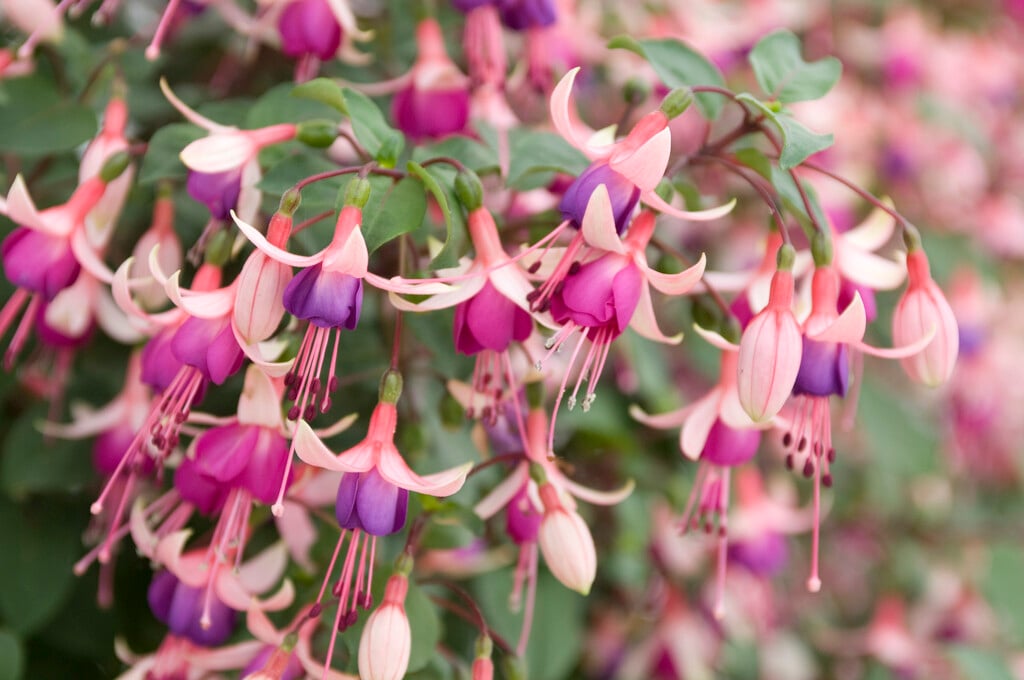 fuchsia 'Ellebel'