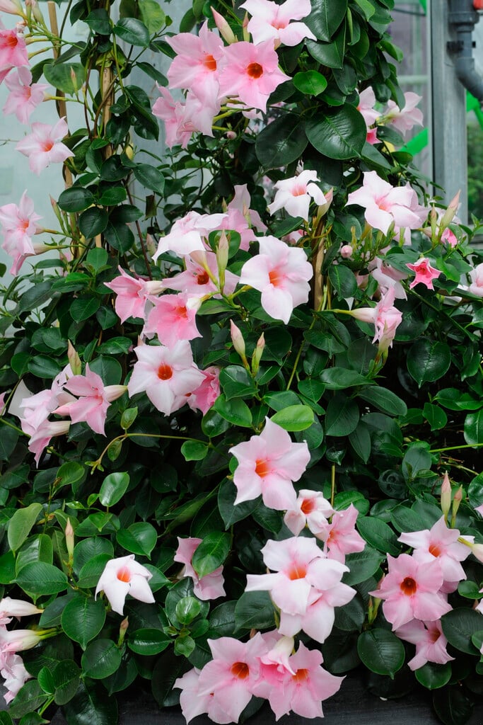 <i>Mandevilla</i> [<span style="font-variant: small-caps;">Sundaville Pink</span>] ('Sunmandecripi') (Sundaville Series)