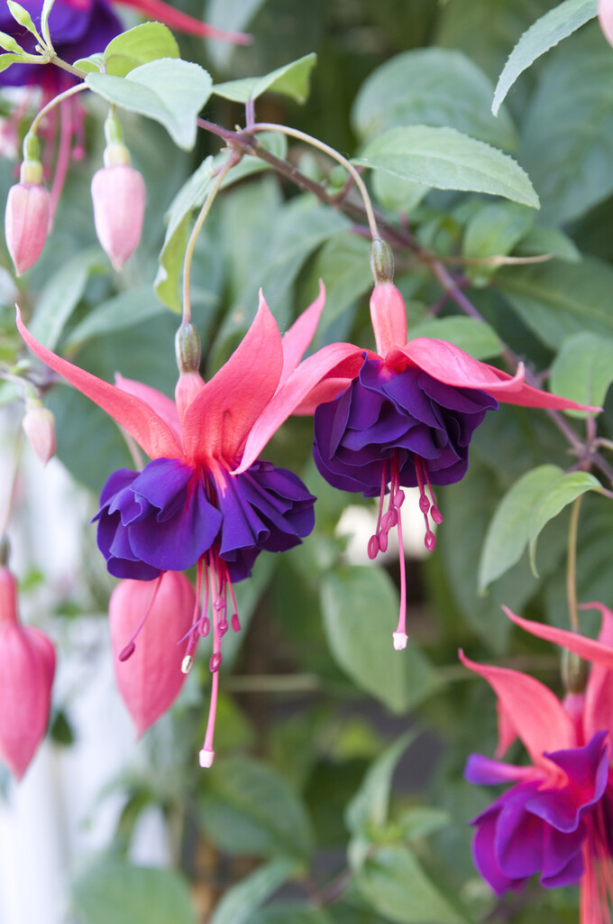 fuchsia 'Maori Maid'