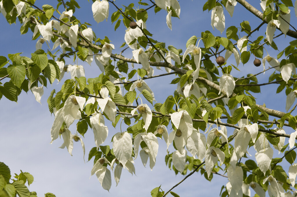 handkerchief tree