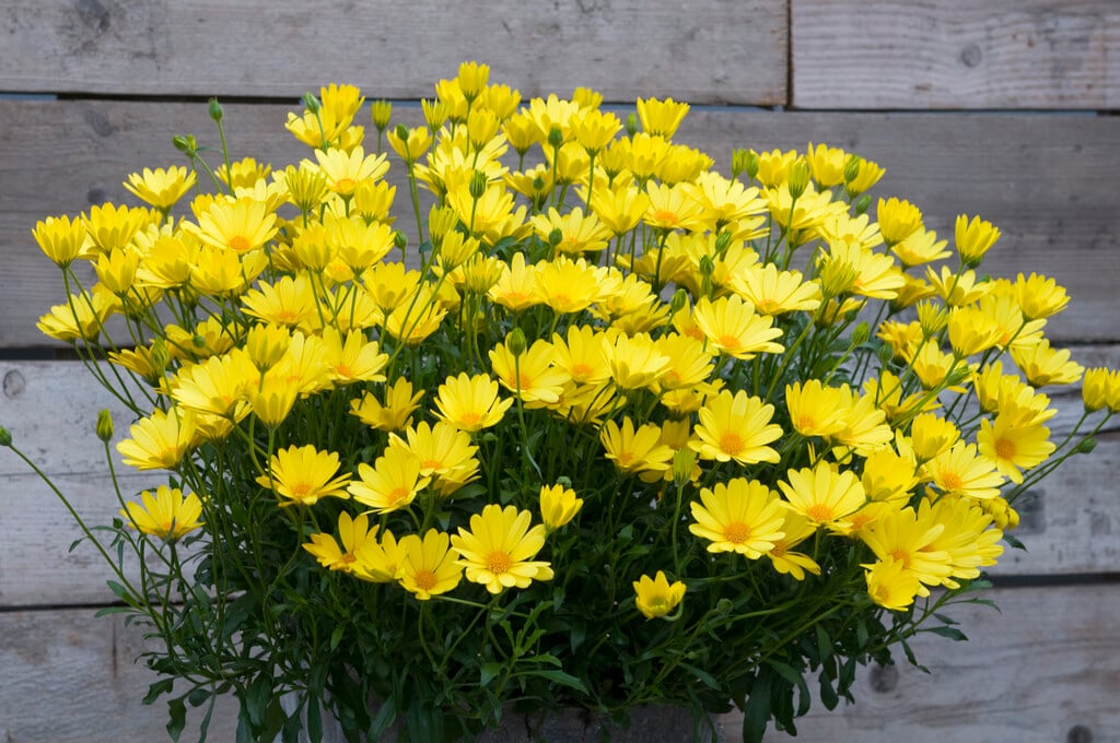 African daisy [Voltage Yellow]