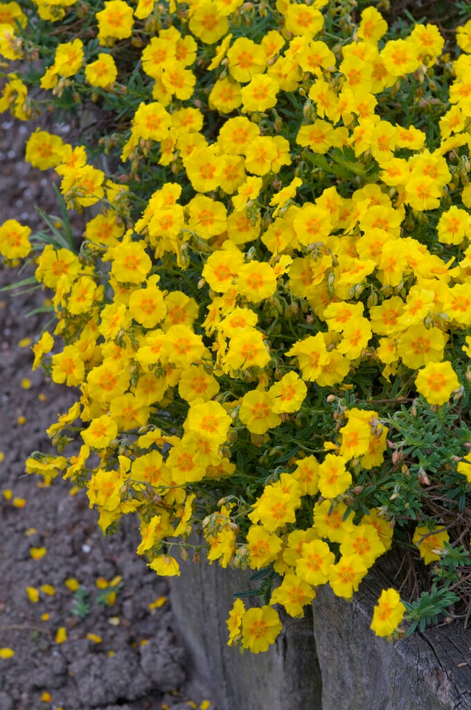 rock rose 'Ben Fhada'