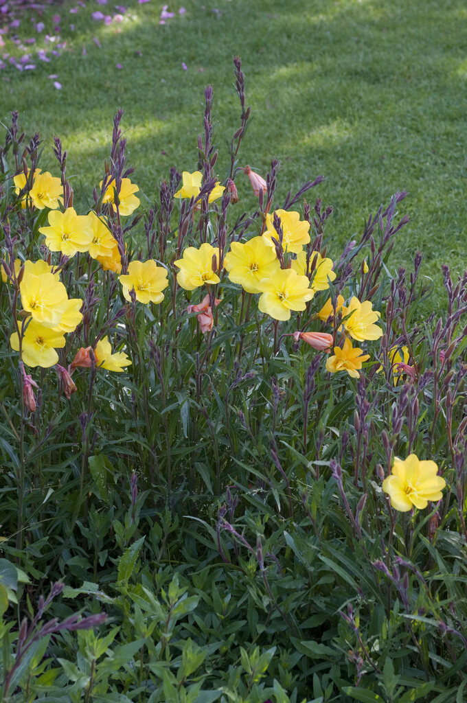 common evening primrose