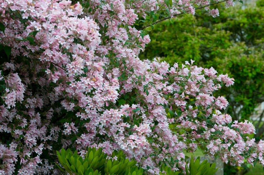 beauty bush