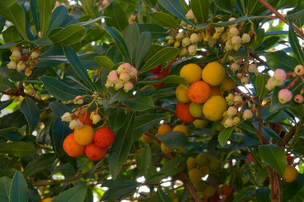 strawberry tree 'Compacta'