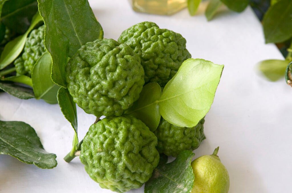 makrut lime