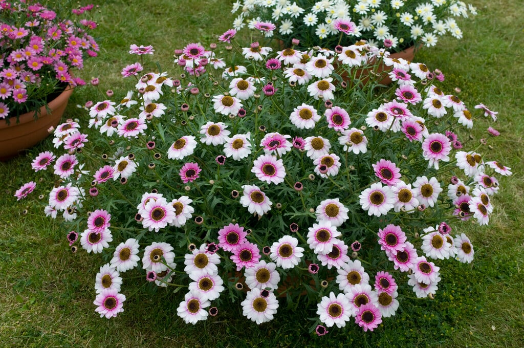 marguerite 'Reflection Pink'