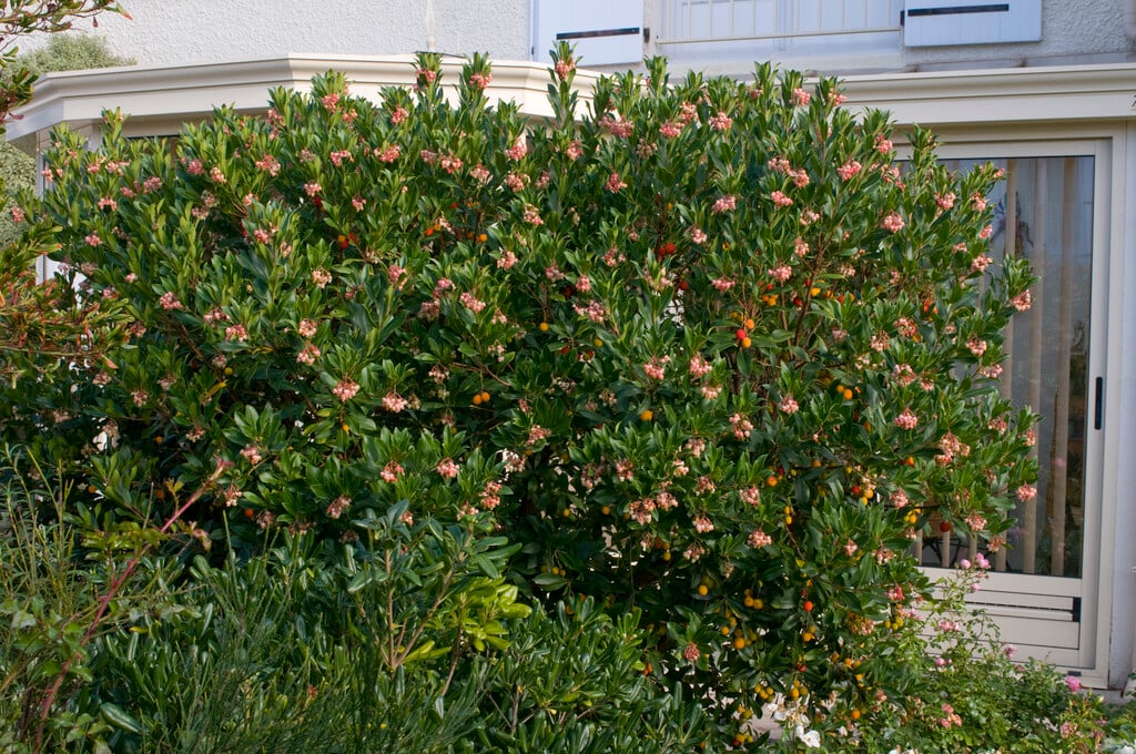 strawberry tree 'Compacta'