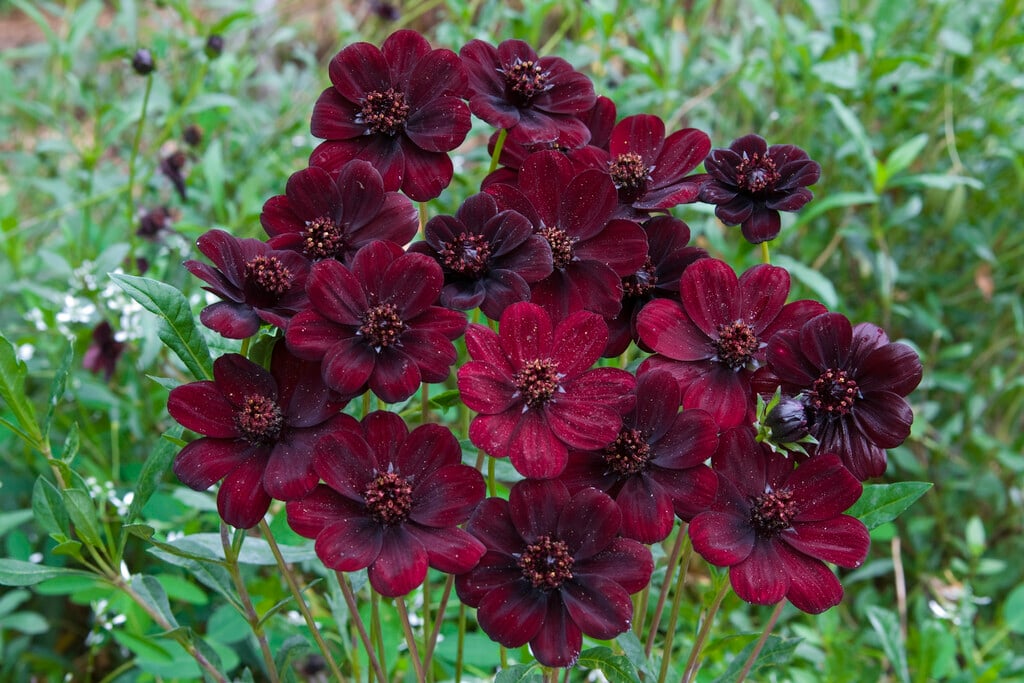 chocolate cosmos [Chocamocha]