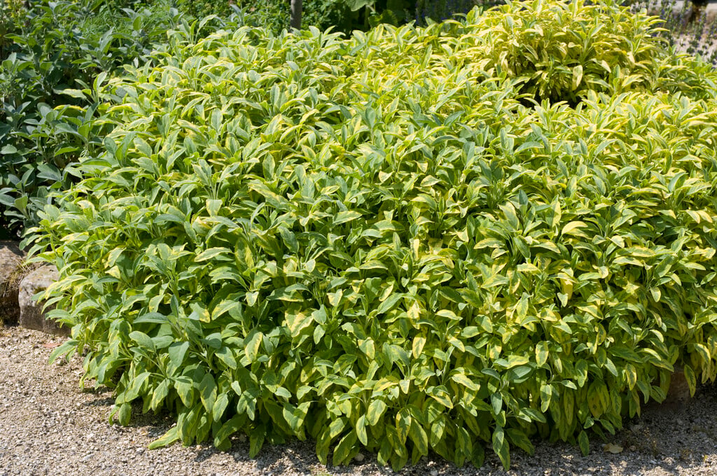 sage 'Aurea'