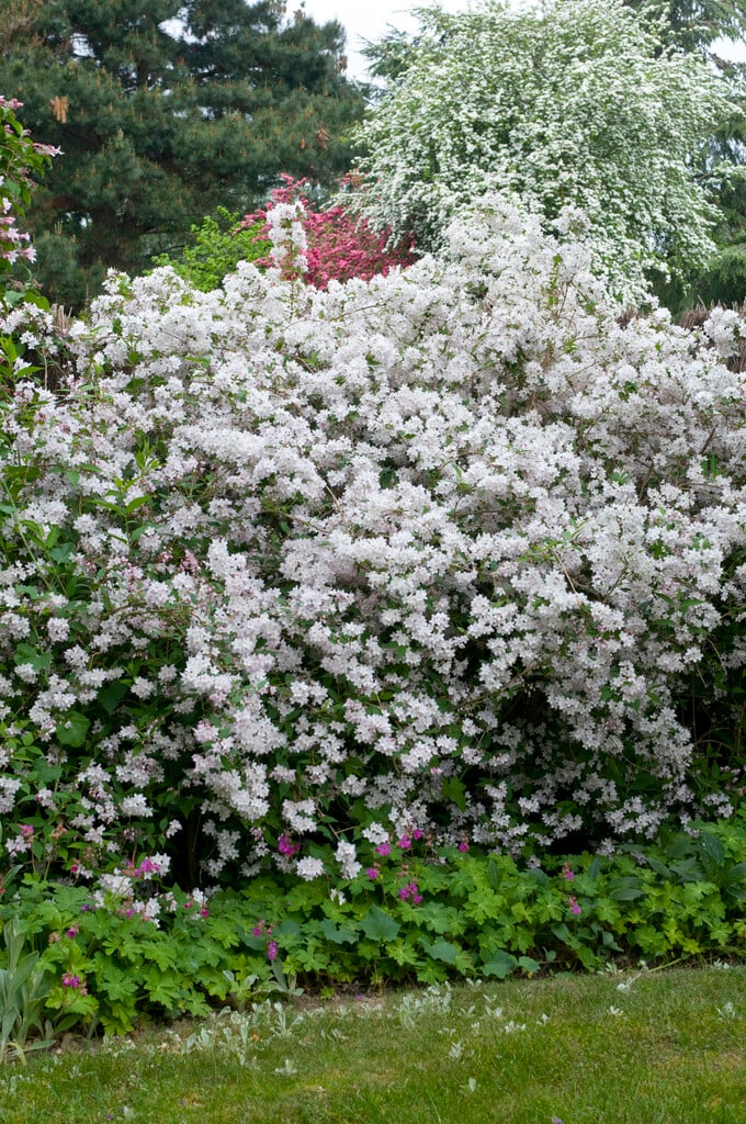 <i>Deutzia</i> × <i>hybrida</i>