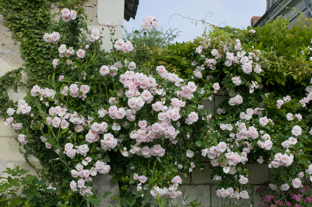Rosa Rosa Rosa Champagne Moment Larch Cottage Nurseries