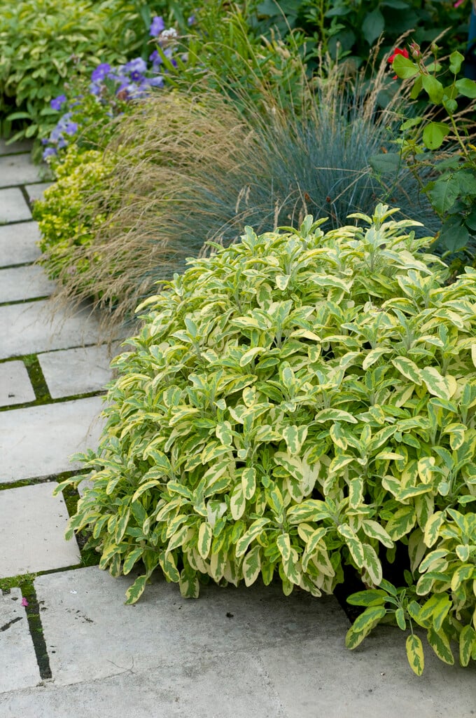sage 'Aurea'