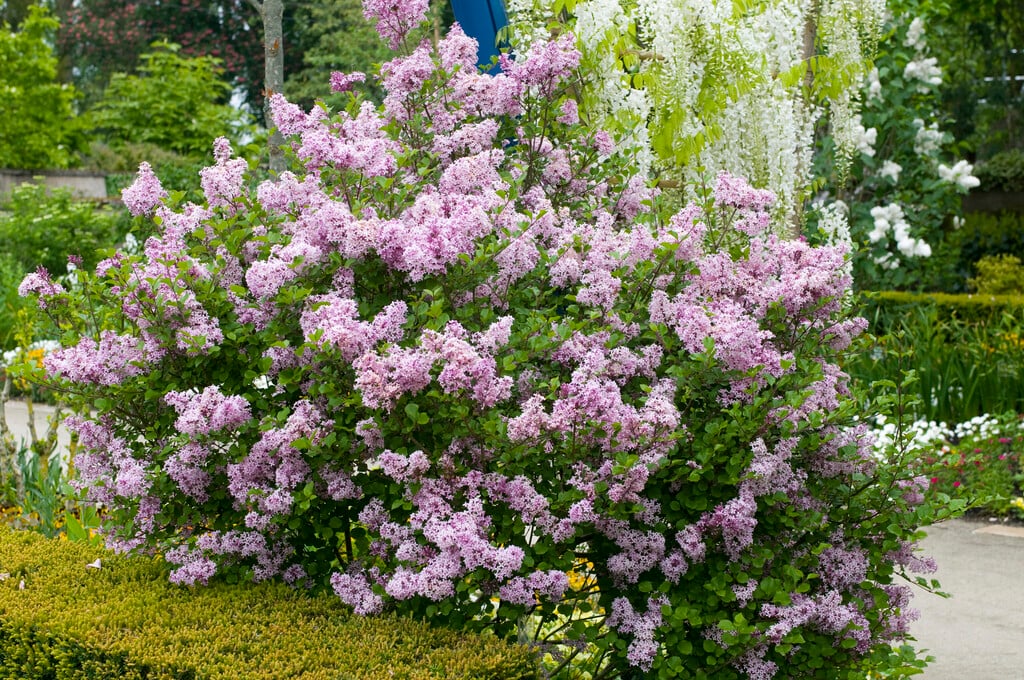 littleleaf lilac