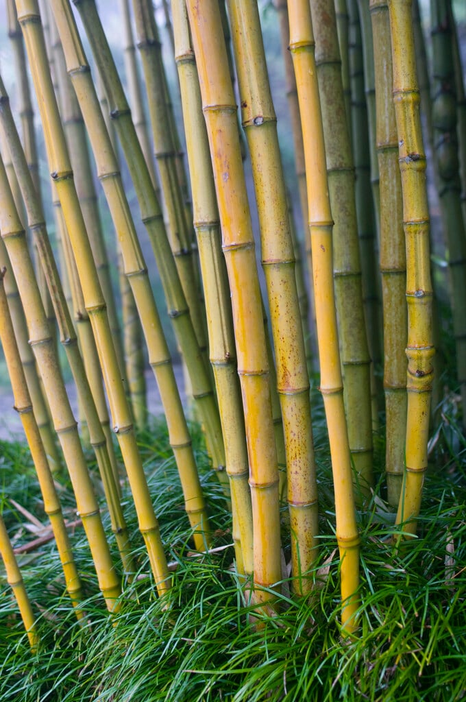 umbrella bamboo