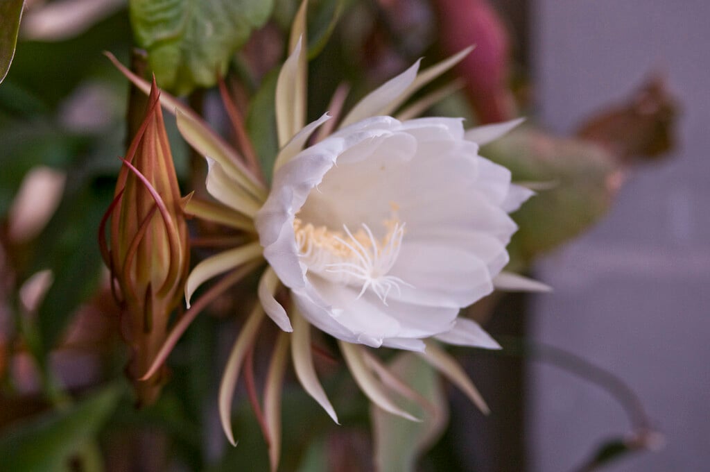 queen of the night