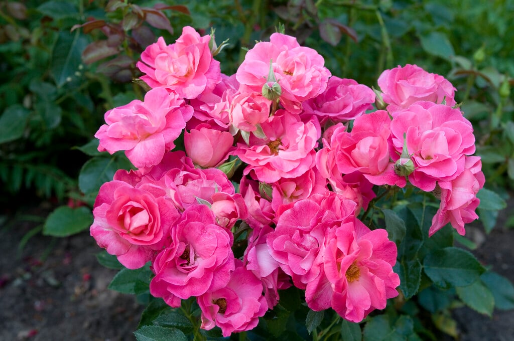 rose 'Melrose'