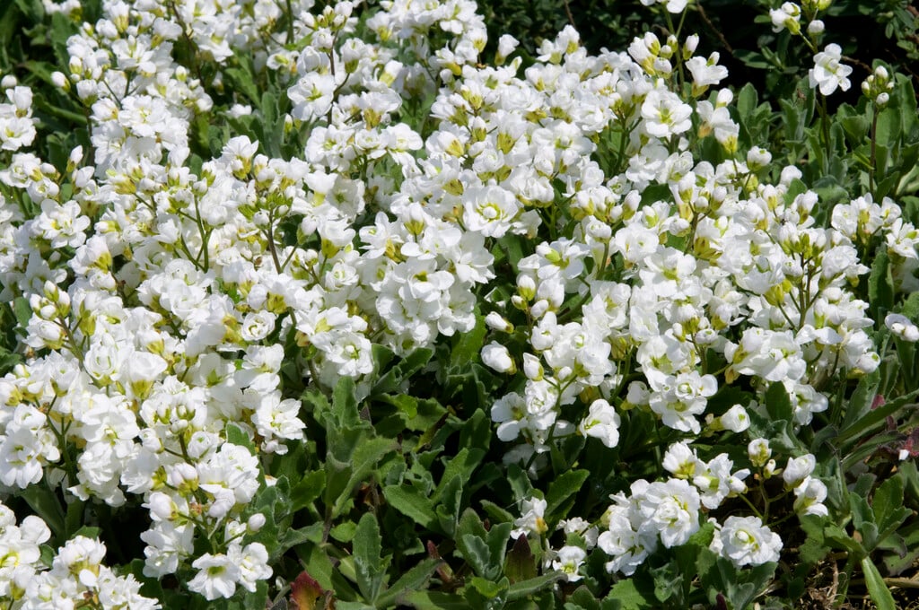 mountain rock cress 'Flore Pleno'