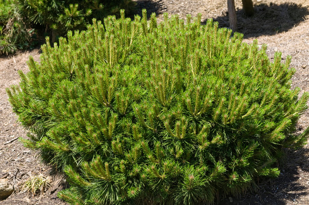 pine 'Pierrick Bregéon'