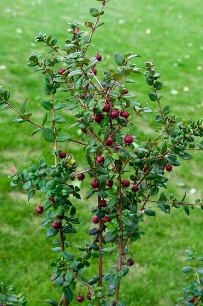 Chilean guava