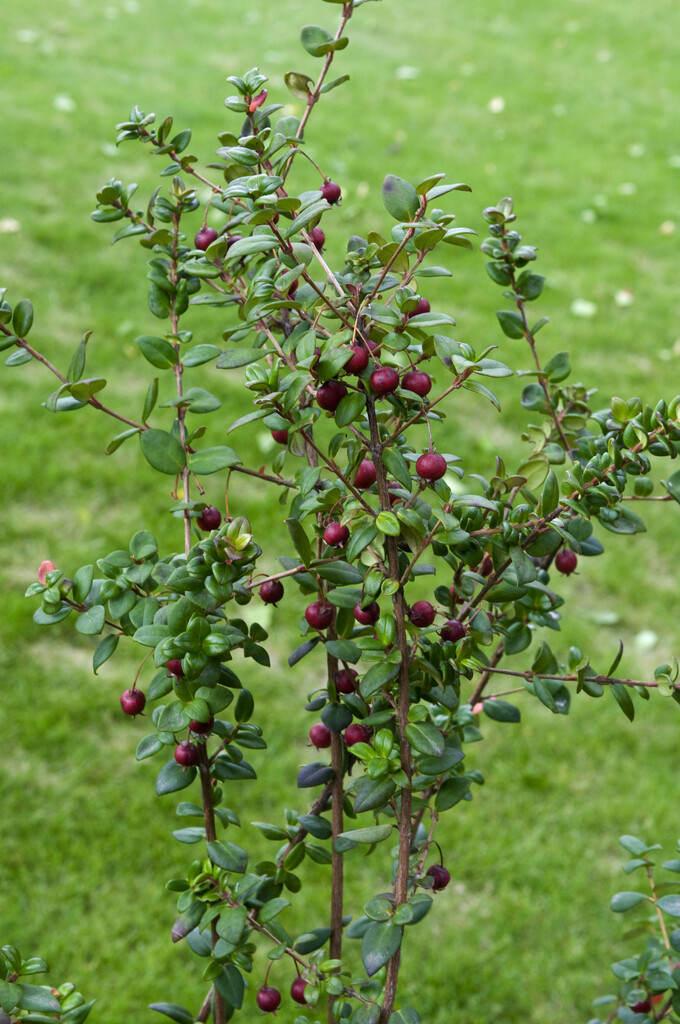 Chilean guava