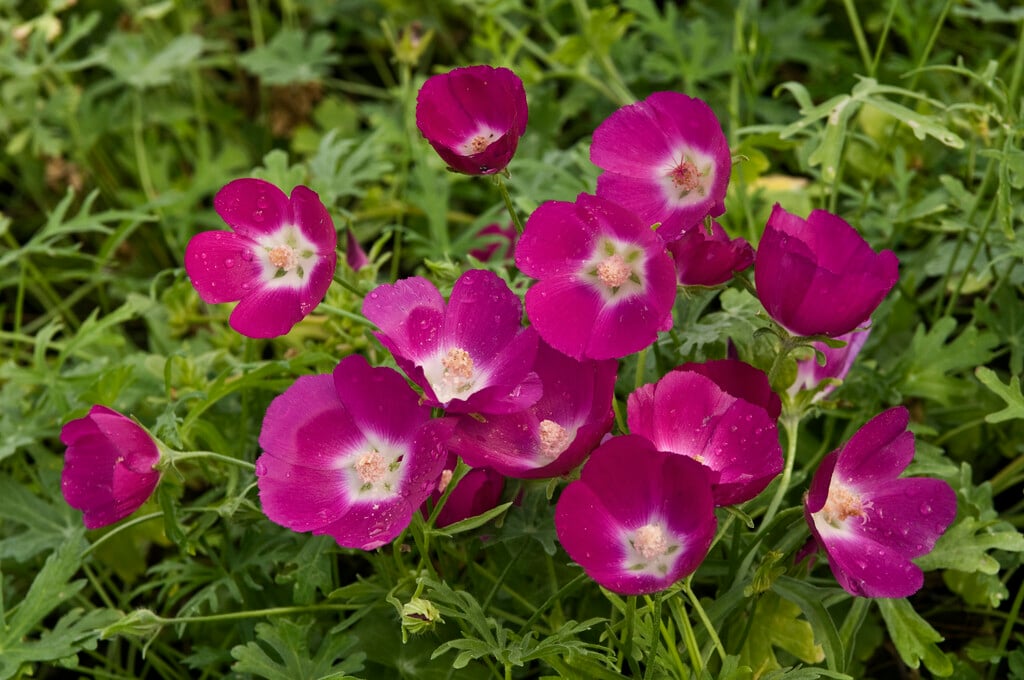 purple poppy mallow