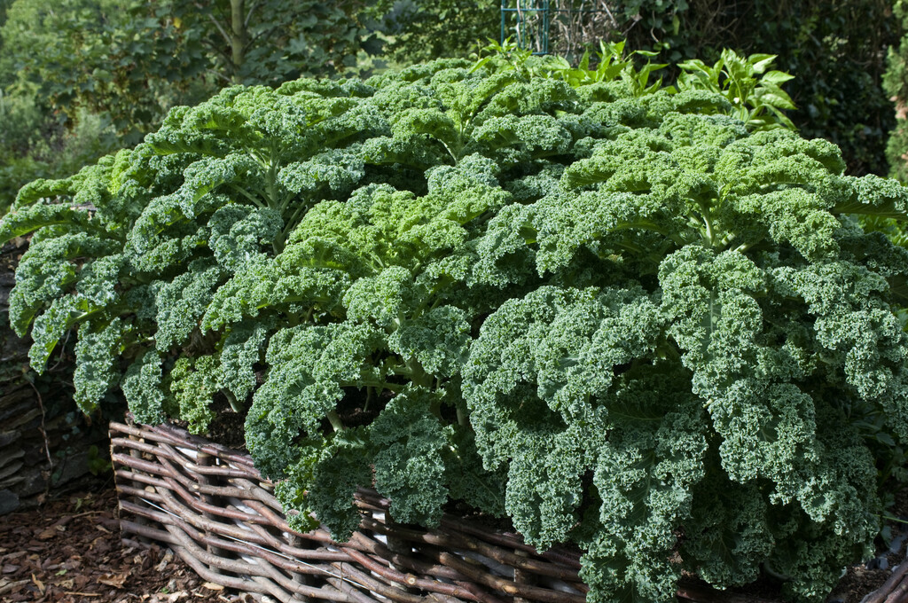 curly kale 'Reflex'