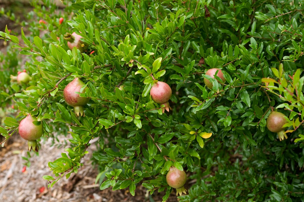 dwarf pomegranate