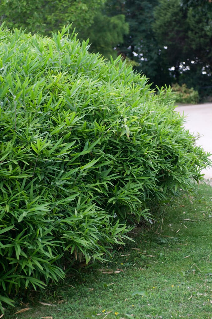 arrow bamboo