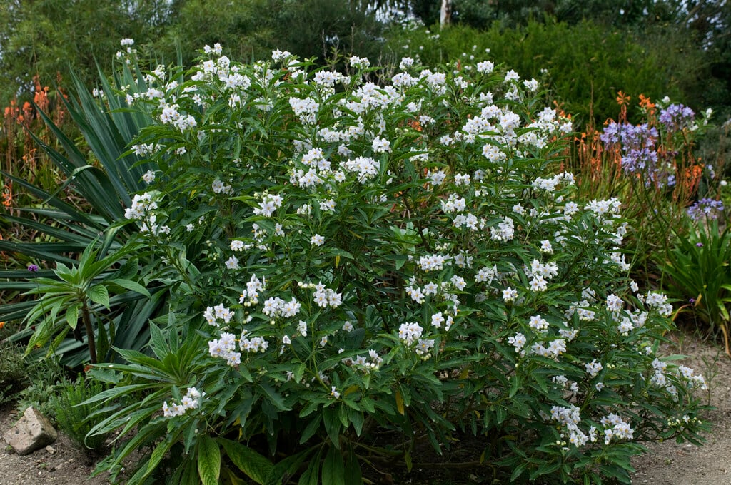 <i>Solanum</i> <i>bonariense</i>