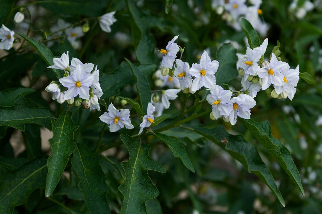 <i>Solanum</i> <i>bonariense</i>