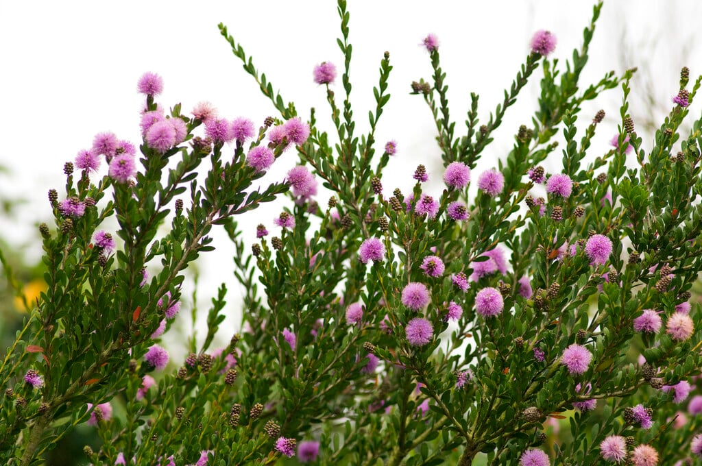 slender honey myrtle