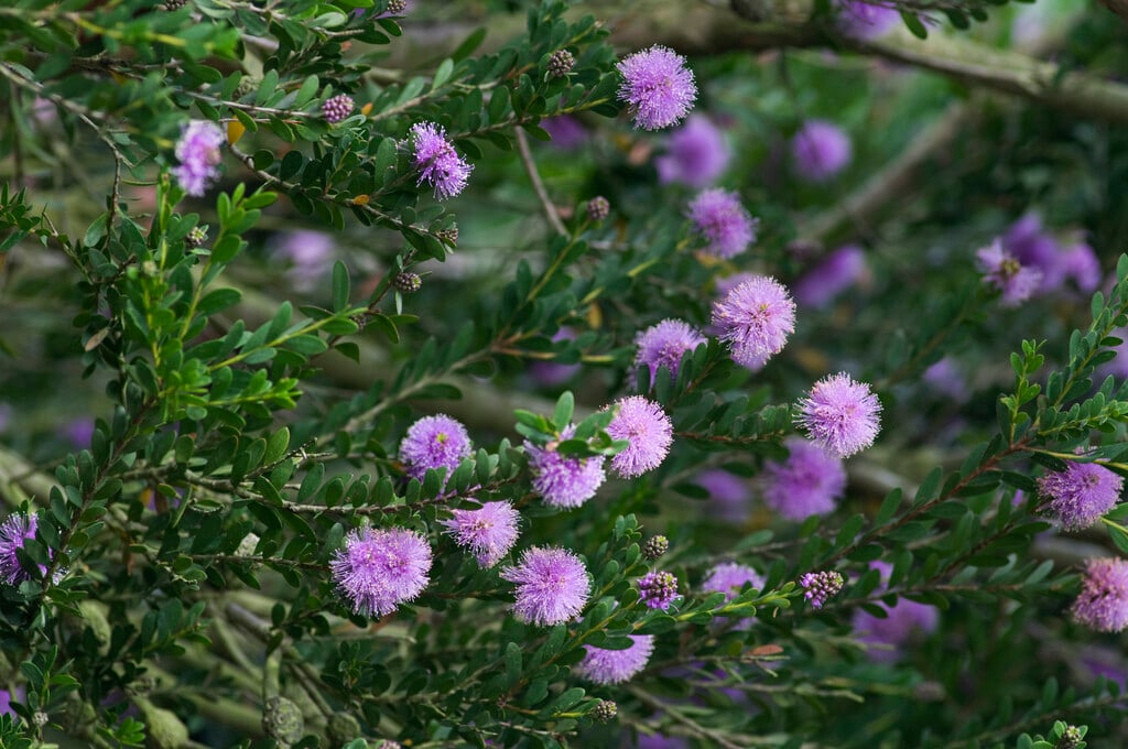 slender honey myrtle