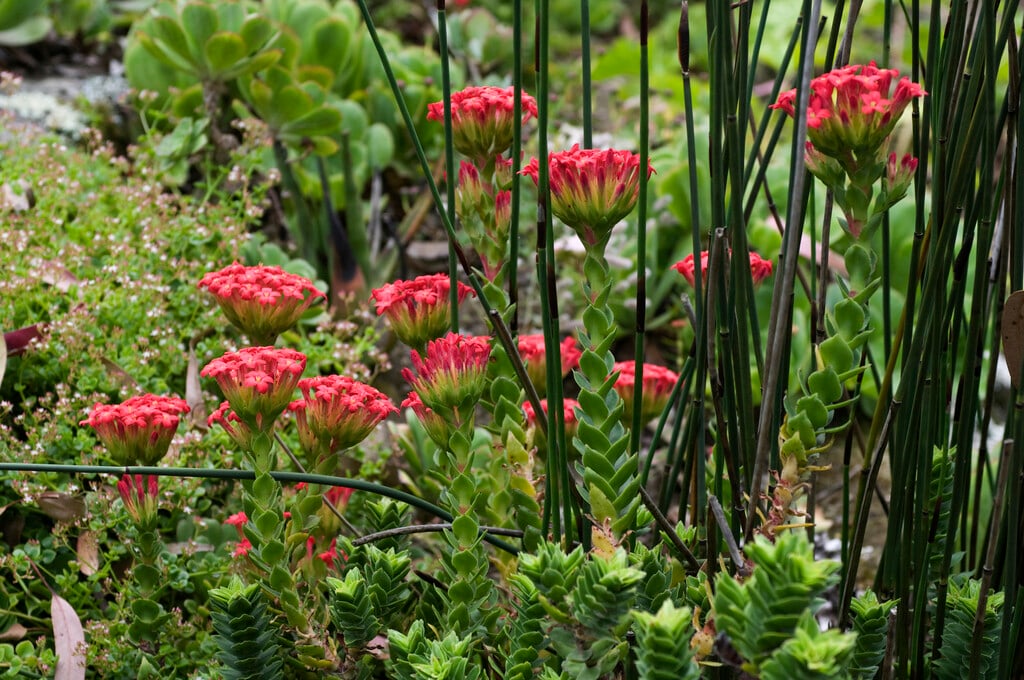 garden coral