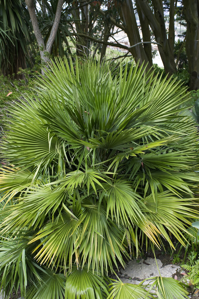 Chamaerops Humilis Dwarf Fan Palm Conservatory Greenhouse RHS Chamaerops Humilis Dwarf Fan Palm Conservatory Greenhouse RHS