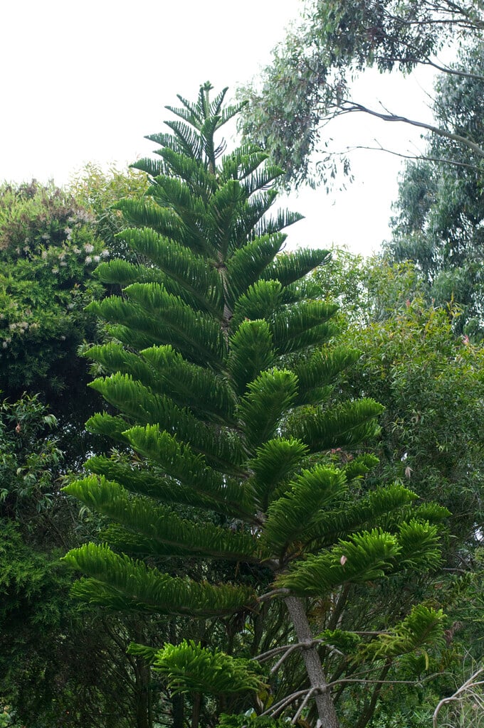 New Caledonian pine
