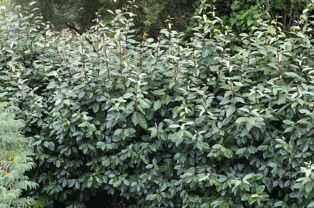 Ebbinge's silverberry